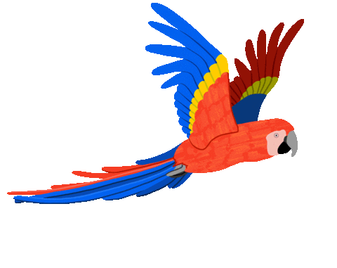 Guacamaya